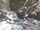 Oyster Catchers: NZ Oyster Catchers and their babies